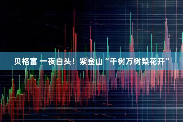 贝格富 一夜白头！紫金山“千树万树梨花开”